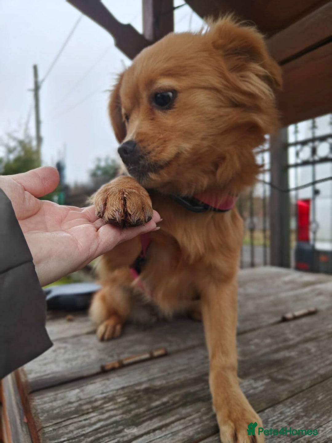 Mixed Breed dogs for adoption: 💖🐶 SILVIA 🐶💖 - Advert 15