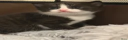 Mixed Breed cats for sale: 3 Adorable Litter Trained Kittens  - Advert 12