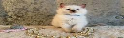 Ragdoll cats for sale: Stunning 🌟 Ragdoll Kittens 🌟  - Advert 13