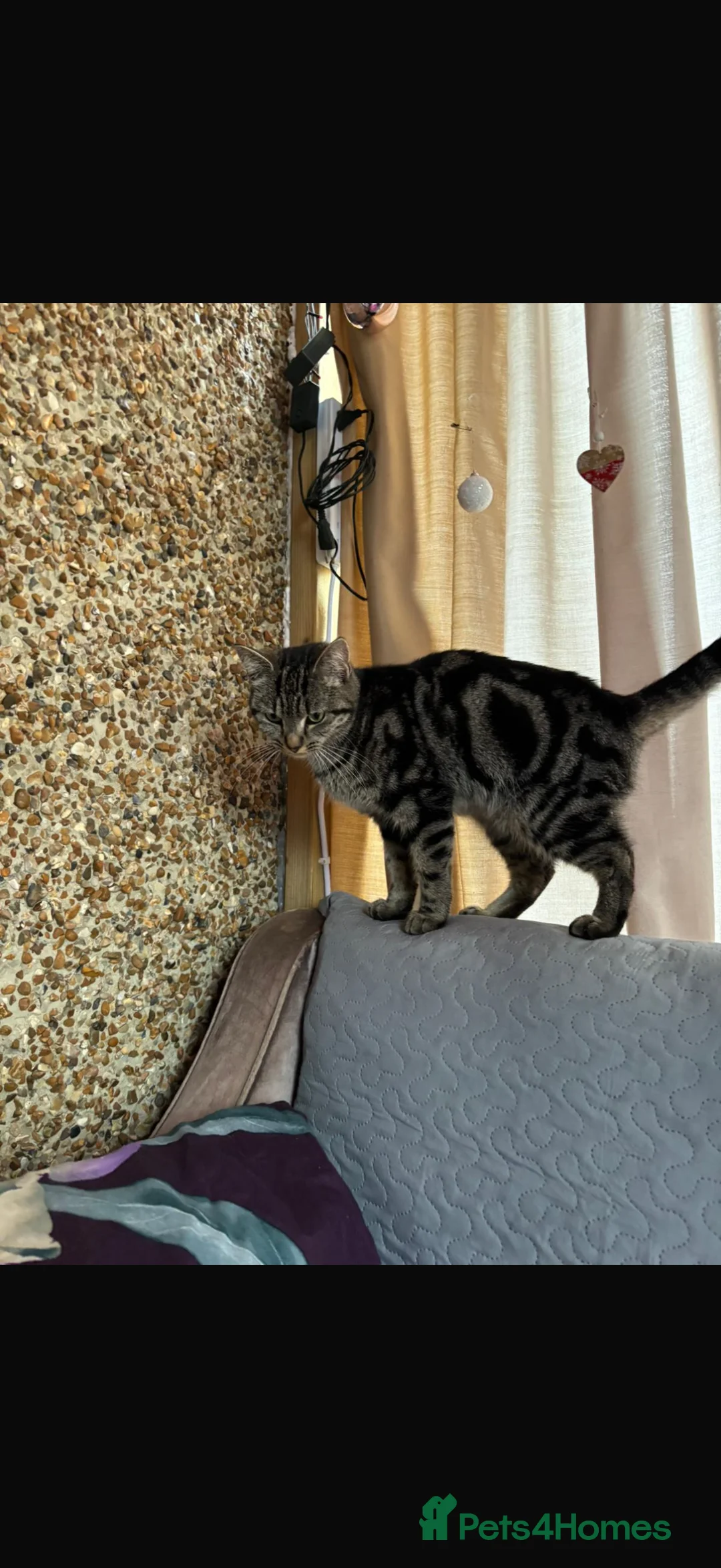 Norwegian Forest Cat cats for sale: Tabby cat - Advert 3