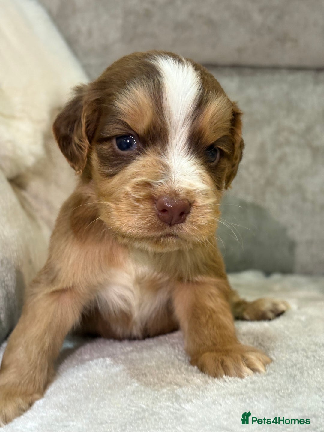 Cocker Spaniel dogs for sale: Stunning cocker spaniel puppies - Advert 34