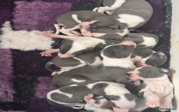 Whippet dogs for sale: All found homes-Beautiful Blue and White Parti BOY - Image 20