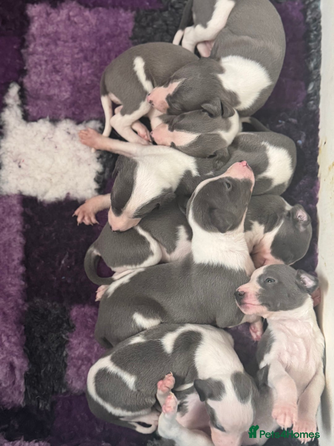 Whippet dogs for sale: All found homes-Beautiful Blue and White Parti BOY - Image 20