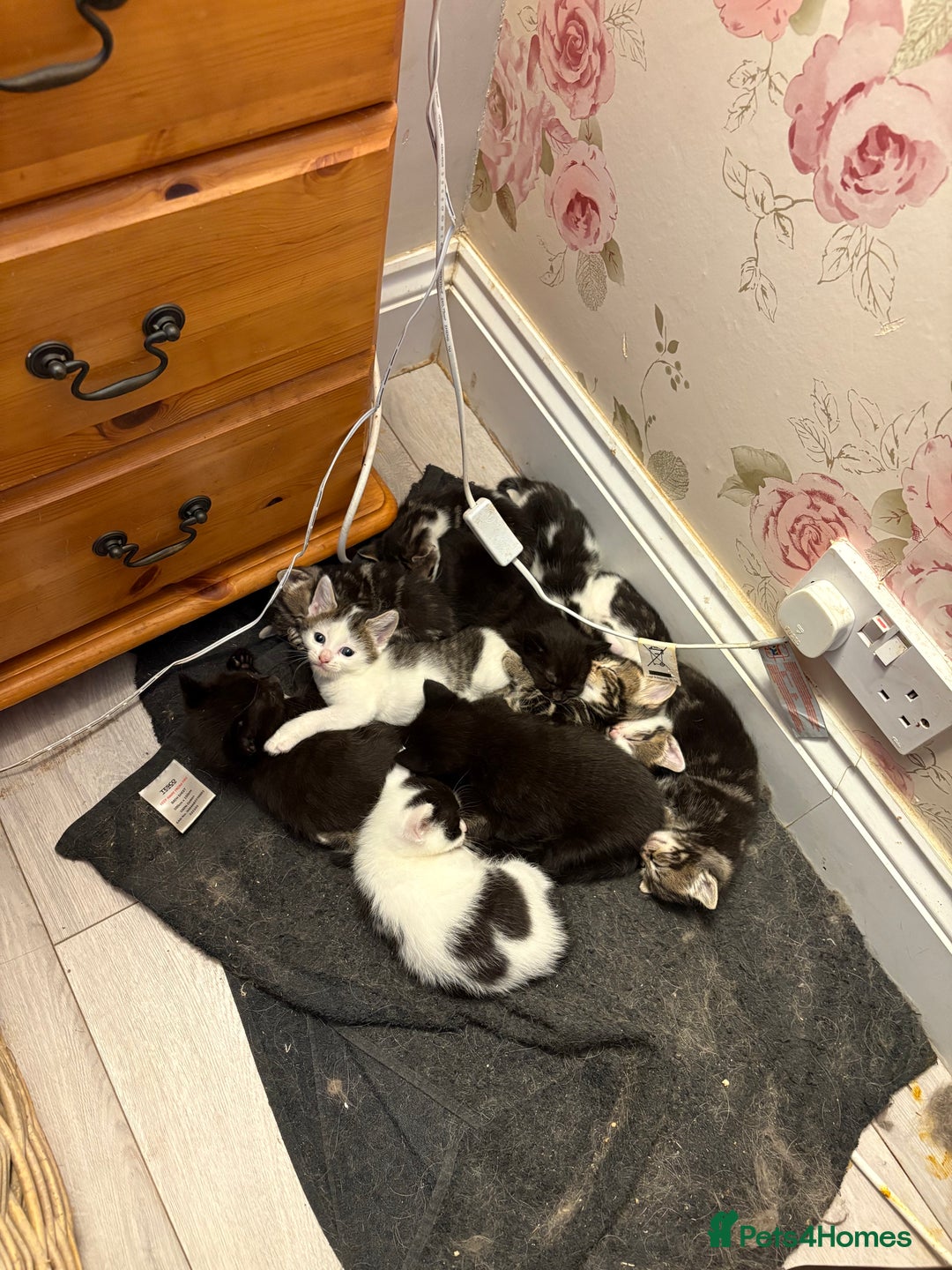 British Shorthair cats for sale: Kittens  - Image 10