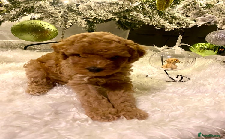Poochon dogs 🐶🐾 4 STUNNING POOCHON PUPS 🐾🐶 - Advert 1