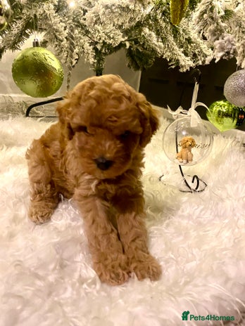 Poochon dogs 🐶🐾 4 STUNNING POOCHON PUPS 🐾🐶 - Advert 1