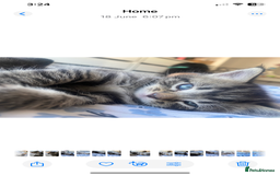Bengal cats for sale: Bengal x Persian male kitten for sale! - Image 3