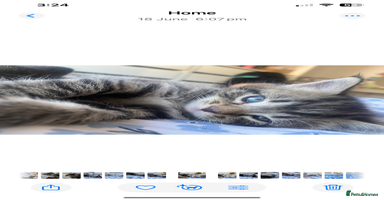 Bengal cats - Advert 2