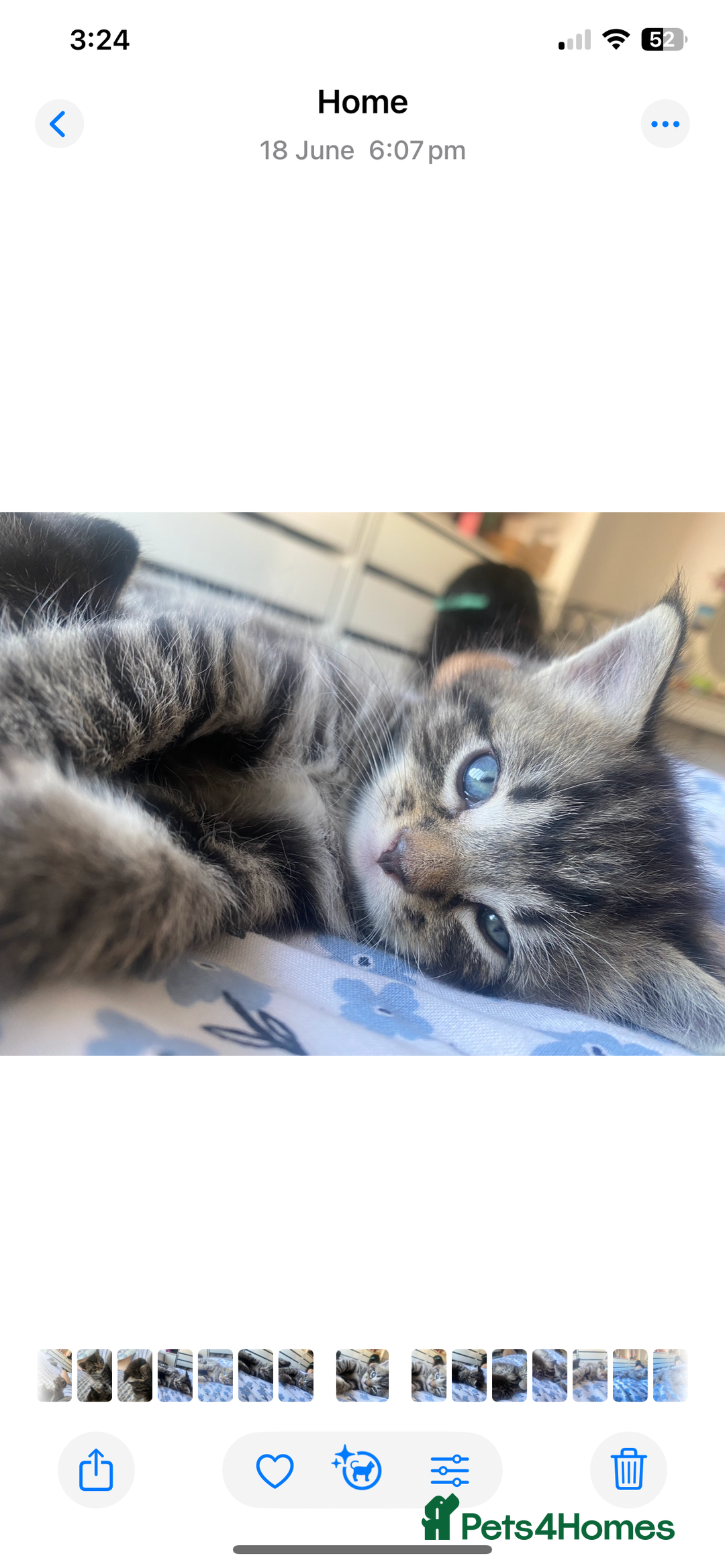 Bengal cats for sale: Bengal x Persian male kitten for sale! - Image 3