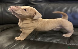 Olde English Bulldogge dogs for sale: Stunning Old English Bulldog Pups NEBBR Registered - Image 13