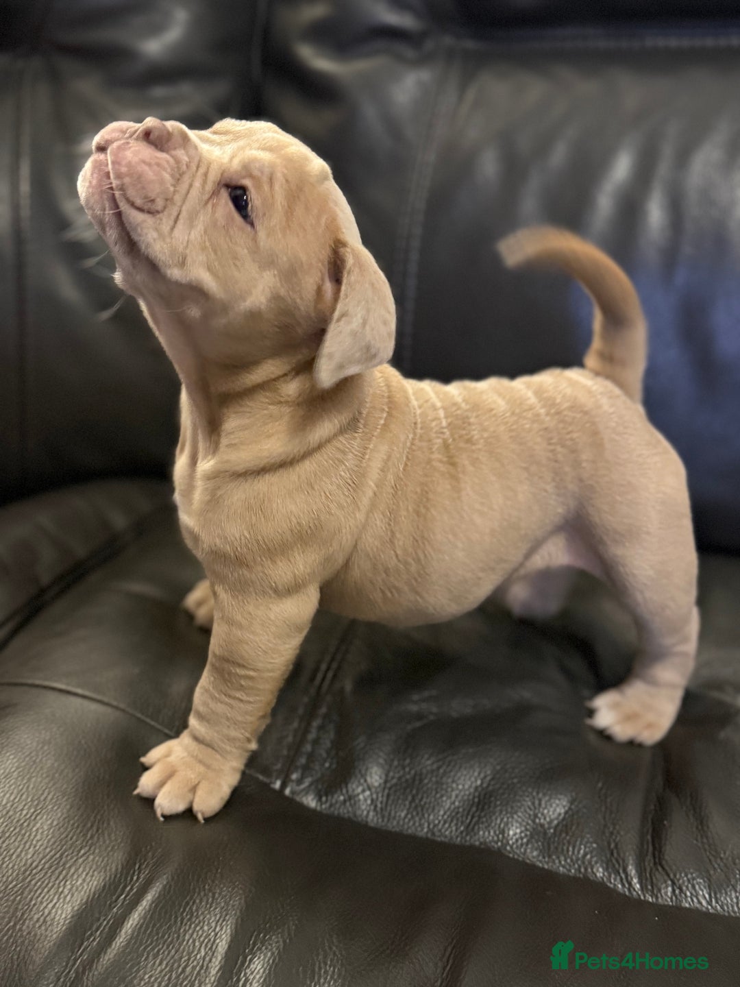 Olde English Bulldogge dogs for sale: Stunning Old English Bulldog Pups NEBBR Registered - Image 13