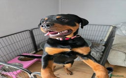 Rottweiler dogs for sale: Rottweiler female 6months - Image 2