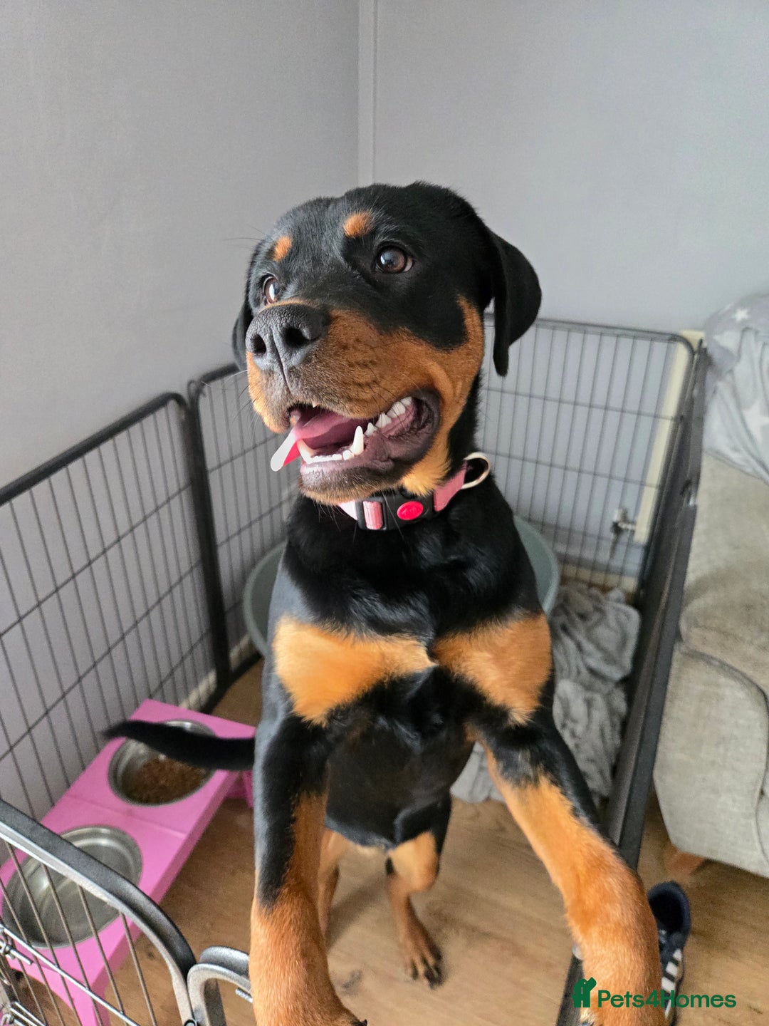Rottweiler dogs for sale: Rottweiler female 6months - Image 2