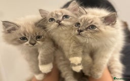 Siberian cats for sale: Blue eyed Adorable Siberian Neva masquerade  - Advert 7