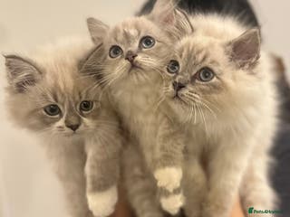 Siberian cats NEW ADDITION LAST Adorable Siberian Neva masq! - Advert 2
