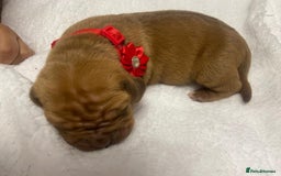Mixed Breed dogs for sale: Dogue de bordeaux x staff puppies  - Image 21