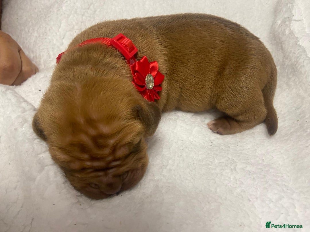 Mixed Breed dogs for sale: Dogue de bordeaux x staff puppies  - Image 21