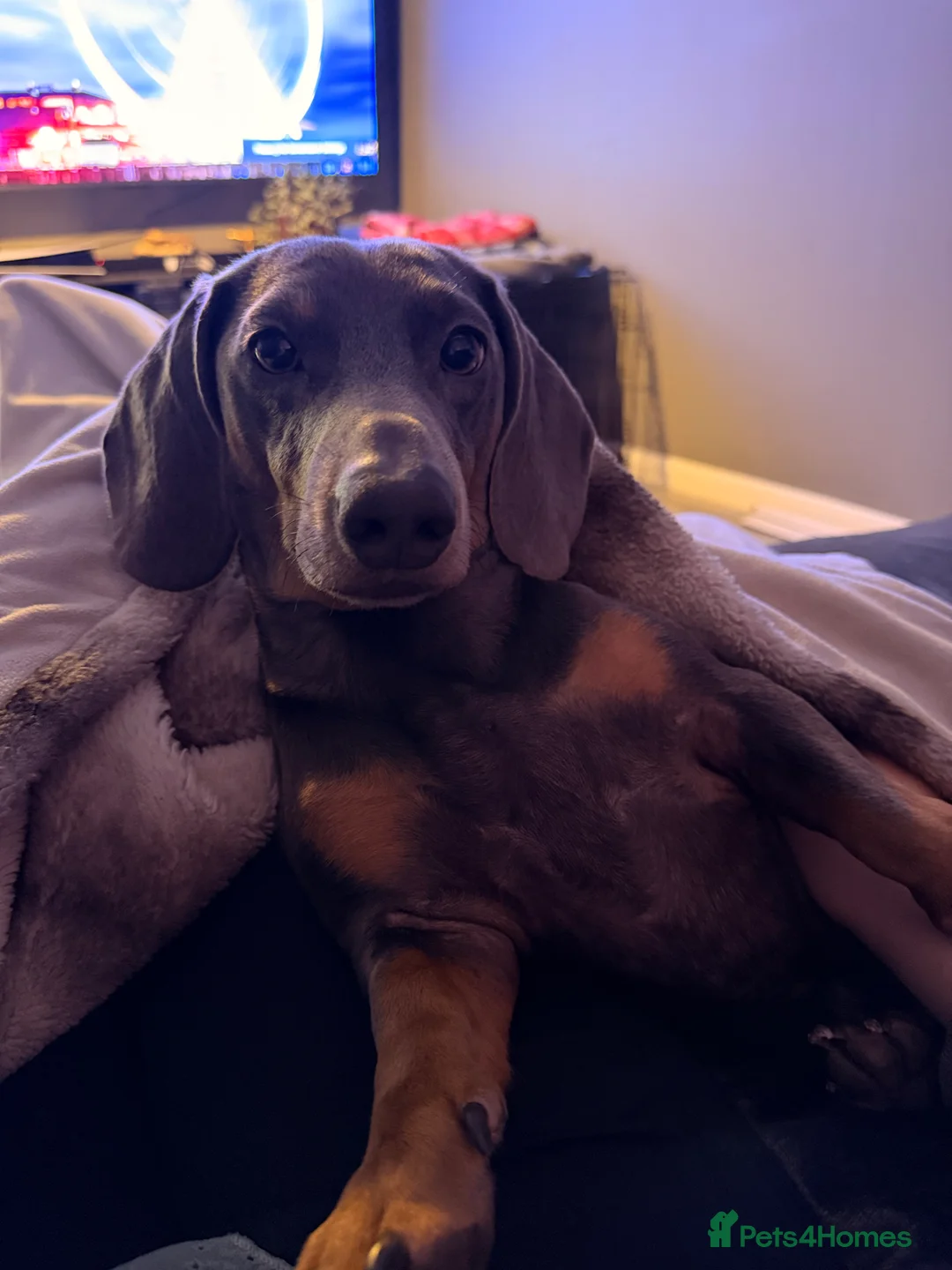 Dachshund dogs for stud: Beautiful stud with great conformation and muscle  - Advert 1