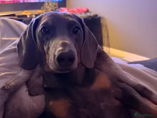 Dachshund dogs Beautiful stud with great conformation and muscle - Advert 2