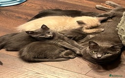 Oriental cats for sale: 5 STUNNING RAGAMESE/SIAMESE KITTENS - Image 13