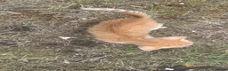 Mixed Breed cats for sale: Beautiful Kittens Looking for Loving Homes 🐾 in Rickmansworth - Advert 16