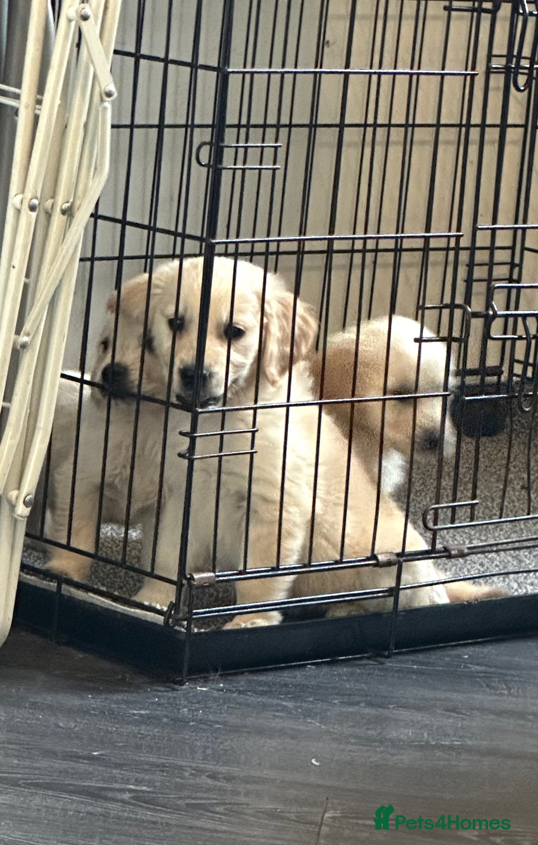 Golden Retriever dogs for sale: Adorable golden retrievers - Image 29