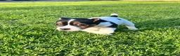 Jack Russell dogs for sale: Jack Russell puppies  - Advert 11