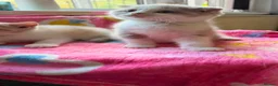 Scottish Fold cats for sale: Scottish fold kittens - Advert 7