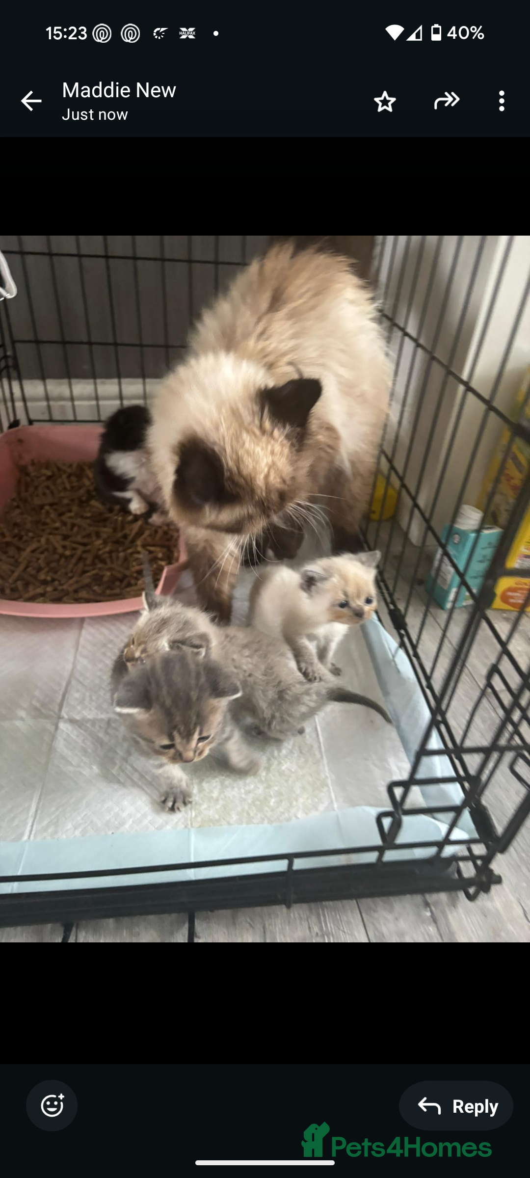 Persian cats for sale: Persian cross - Image 9