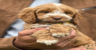 Cockapoo dogs - Advert 9