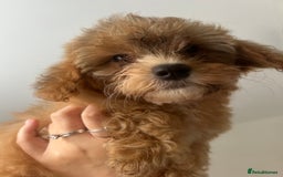 Poochon dogs for sale: Poochon puppy  - Image 4