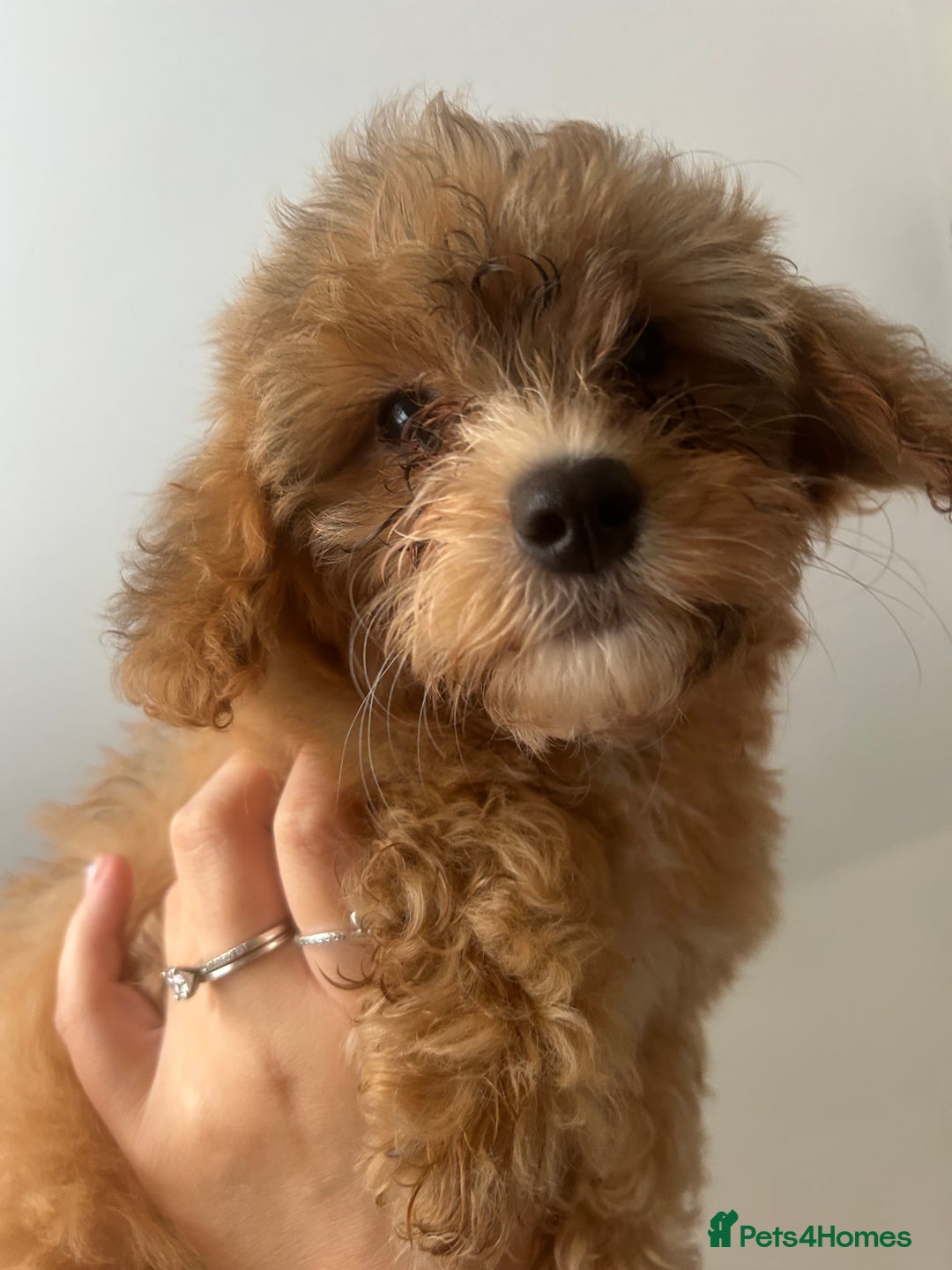 Poochon dogs for sale: Poochon puppy  - Image 4