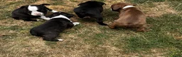 Boston Terrier dogs for sale: Stunning litter of Boston terrier puppies  - Advert 11