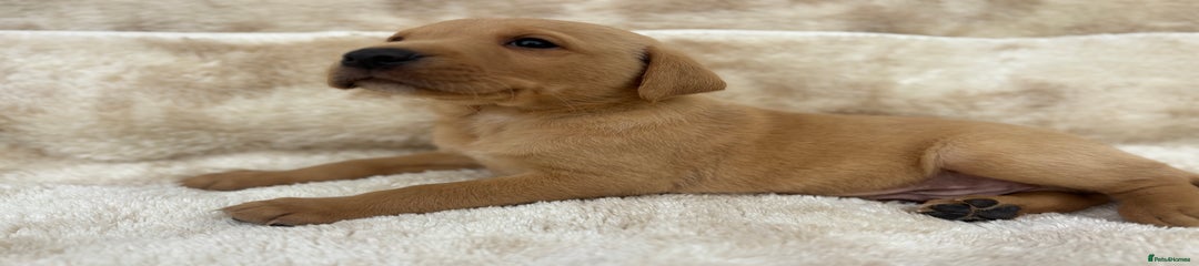 Labrador Retriever Puppy 3