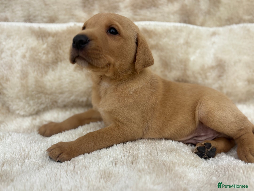 Labrador Retriever dogs for sale: 8 Kennel club reg  health tested chunky Labradors  - Image 14