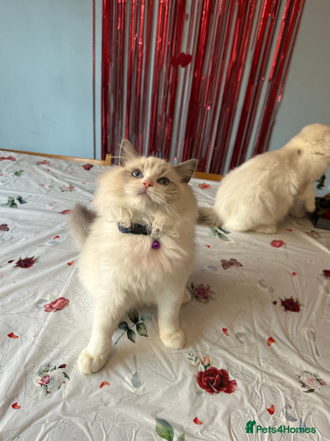Ragdoll cats for sale: TICA Registered Ragdoll Kittens - Advert 40