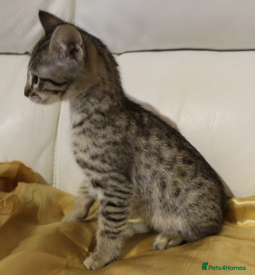 Savannah cats for sale: Highly spotted Savannah kittens  - Advert 11