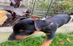 Jack Russell dogs for sale: Jack Russell terrier puppies - Image 6