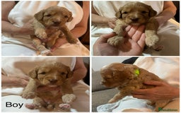 Cavapoo dogs for sale: Cute bundles of sweetness  - Image 10