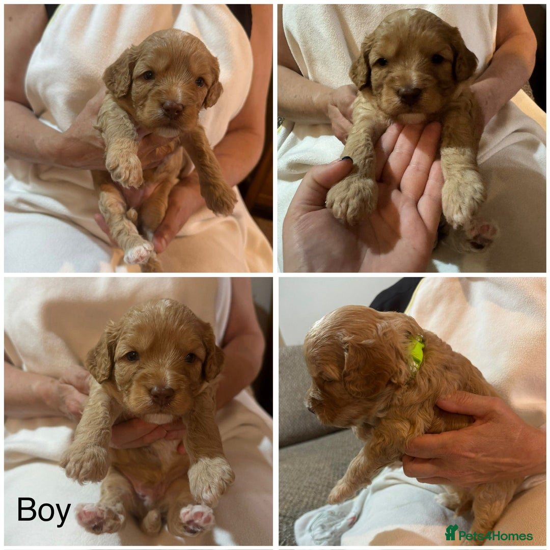 Cavapoo dogs for sale: Cute bundles of sweetness  - Image 10