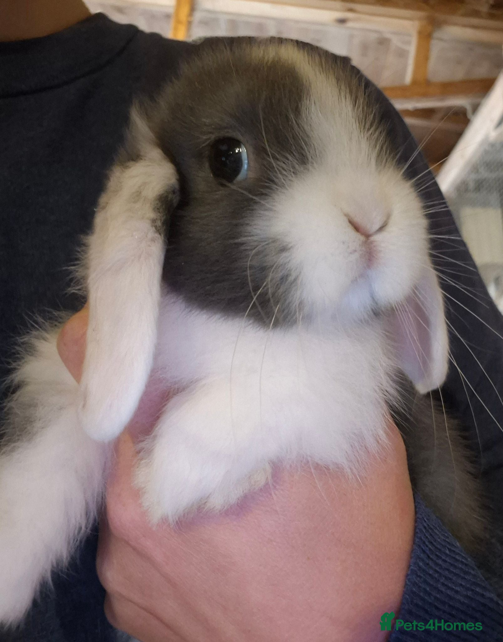 Mini Lop rabbits Mini lops ready now  - Advert 3
