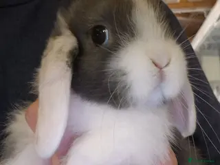 Mini Lop rabbits Mini lops ready now - Advert 3