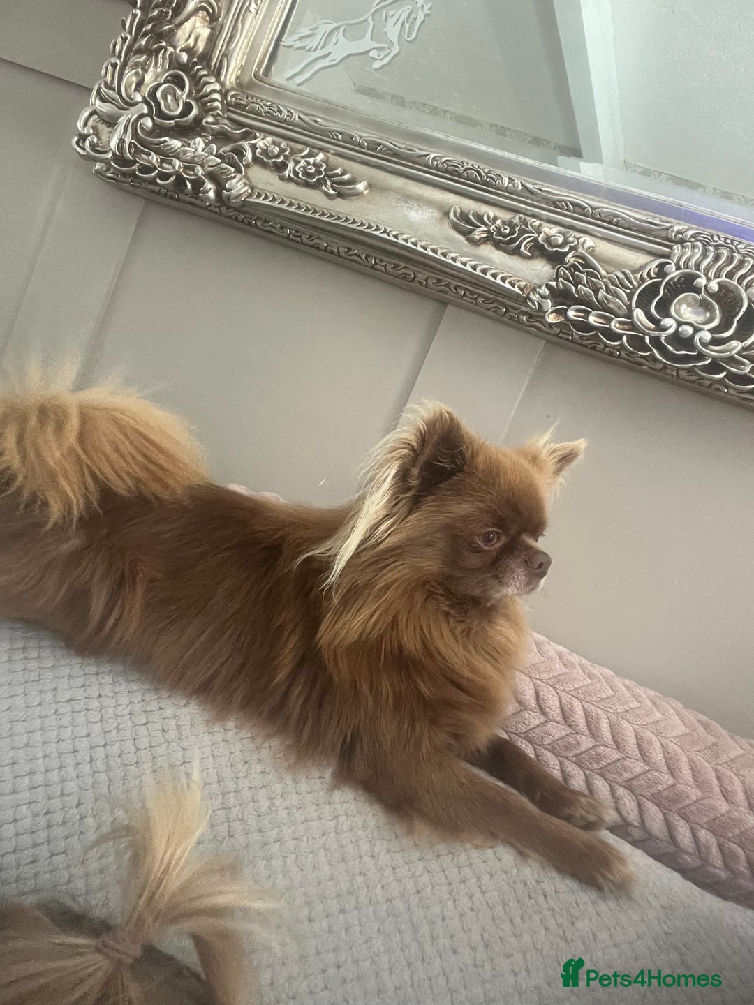 Chihuahua dogs for stud: KC registered russian blood line Chihuahua Stud in Stourbridge - Image 1