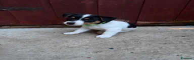 Jack Russell Puppy 2