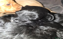 Lhasapoo dogs for sale: Beautiful lhasapoo puppies  - Image 7
