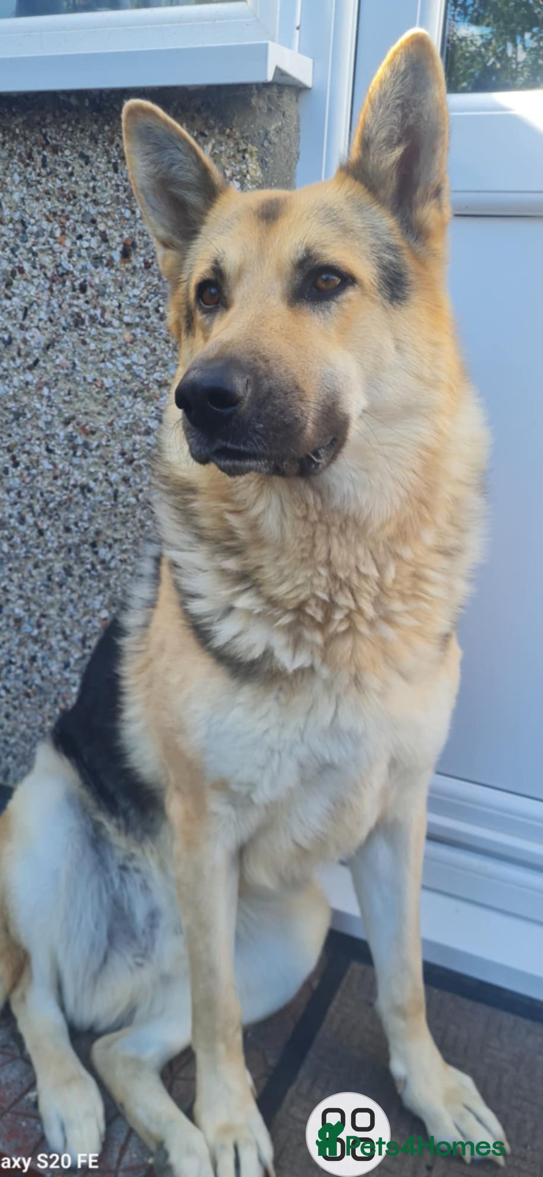 German Shepherd dogs for stud: Stud  - Advert 1