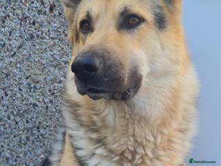 German Shepherd dogs Stud - Advert 9