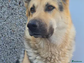 German Shepherd dogs Stud - Advert 15