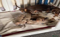 Miniature Dachshund dogs for sale: Kennel club registered dachshund puppys PRA clear  - Image 16