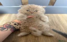 British Longhair cats for sale: Beautiful British longhair and shorthair kittens  - Image 4